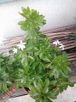 Choisya ternata.jpg
