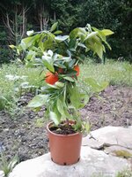 Citrus unshiu ´Miyagawa´ 1.jpg