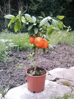 Citrus unshiu ´Miyagawa´ 2.webp