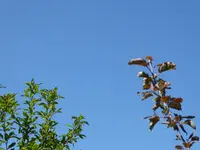 028.webp
