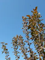 030.webp
