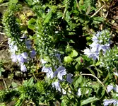 005.webp