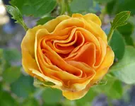 025.webp