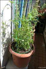 c066.webp