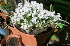 c068.webp