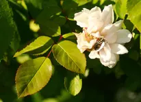 _MG_8805.webp
