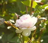 _MG_8807.webp
