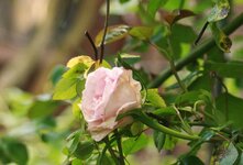 _MG_8808.JPG