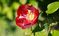 _MG_8818.JPG