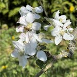 IMG_4100.jpeg