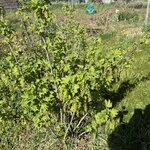 IMG_4097.jpeg