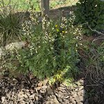IMG_4095.jpeg