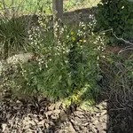 IMG_4095.jpeg