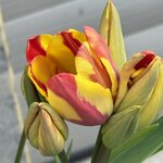 IMG_4105.jpeg