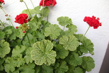 Pelargonie        0424.JPG
