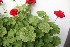 Pelargonie        0424.webp