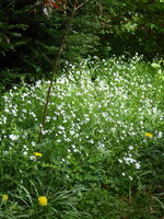 P1070737Hornkraut.JPG