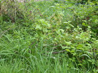 P1070741kleine schwarze Johannisbeere.JPG