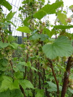 P1070743schwarze Johannisbeere.JPG