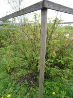 P1070744rote Johannisbeere.JPG