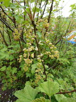P1070745rote Johannisbeere.JPG