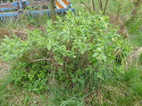 P1070746Kamtschatkabeere.JPG