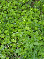 P1070749Waldmeister.JPG