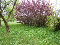 P1070751Bärlauch.JPG