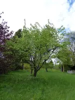 P1070761Quitte.webp