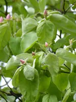 P1070762Quitte.webp