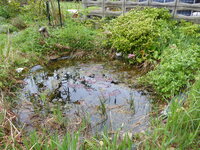 P1070766Teich.JPG