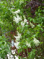 P1070772Flieder.JPG