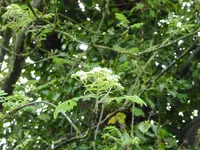 P1070773Eberesche.webp