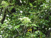 P1070773Eberesche.JPG