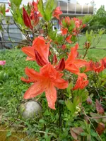 P1070776Azalee.webp