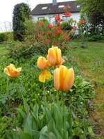 P1070779Tulpen.JPG