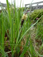 P1070781Binse.webp