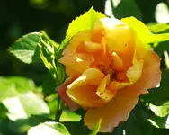 _MG_8832.webp