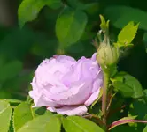 _MG_8833.webp