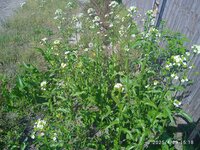 IMG_20250429_151856_1.jpg