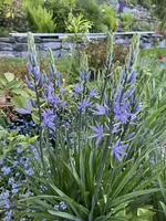 IMG_8466.jpeg