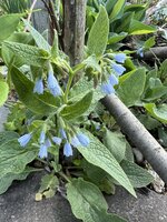 IMG_8463.jpeg