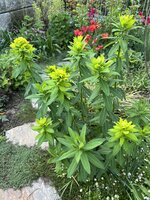 IMG_8470.jpeg