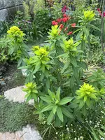 IMG_8470.jpeg