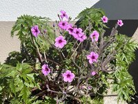 IMG_8456.jpeg