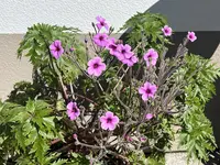 IMG_8456.jpeg