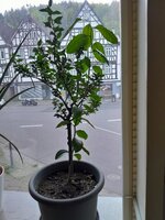 20250429_195518.jpg