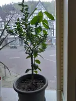 20250429_195518.jpg