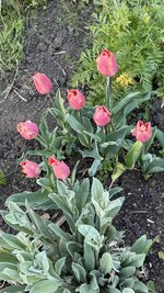 IMG_4147.jpeg