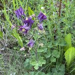 IMG_4149.jpeg